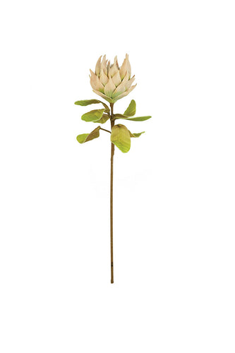 BOTANICA
