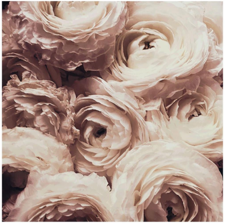Cream Flower Art, Home Accessories, Laura of Pembroke