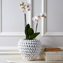 Ceramic Vase/Planter, Home Accessories, Laura of Pembroke