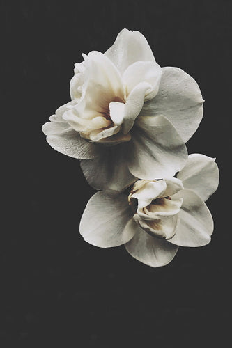 Double Daff