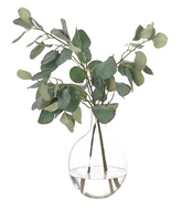 Eucalyptus