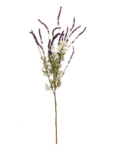 French Lavender Bush