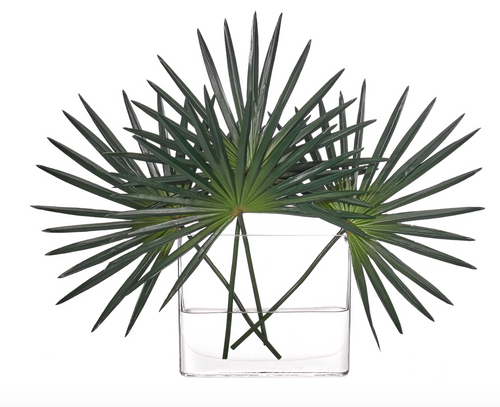 Fan Palm