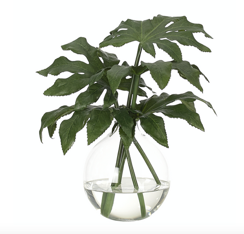 Fatsia