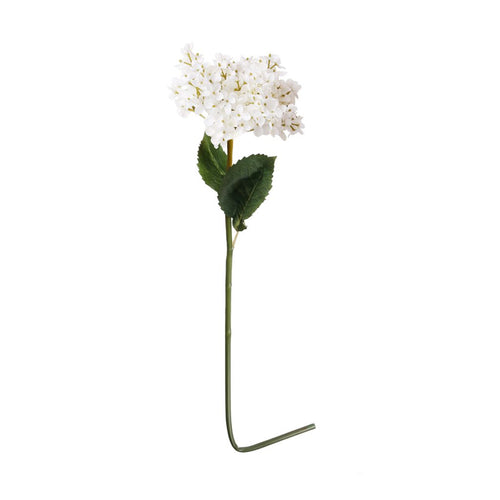 Hydrangea