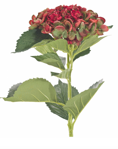 Hydrangea