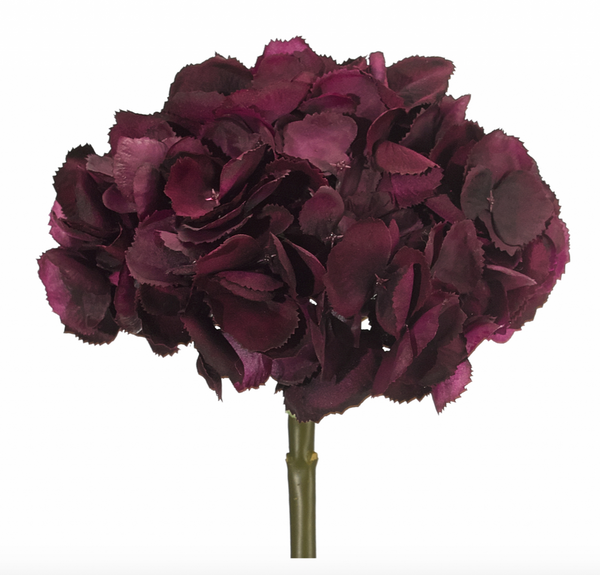 Hydrangea