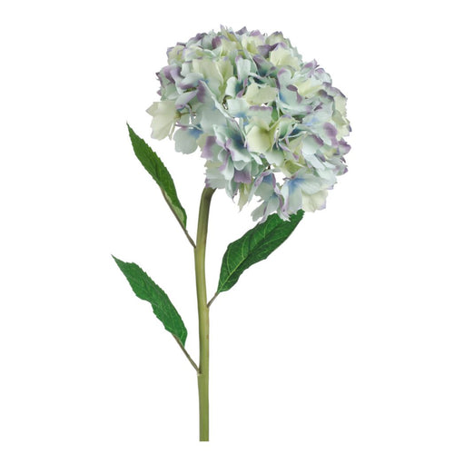 Hydrangea leaves BlueTinge