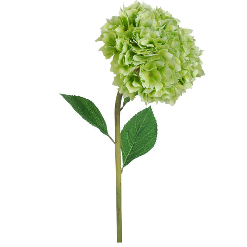 Hydrangea leaves green