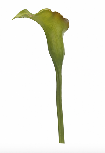Lily