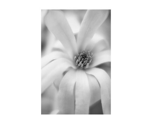 MAGNOLIA STELLATA 24X36