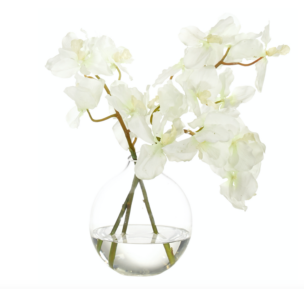 Orchid