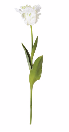 PARROT TULIP STEM 22.5