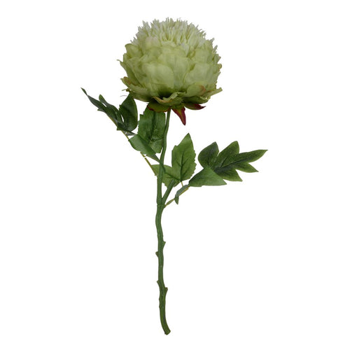 Peony,Green/Cream