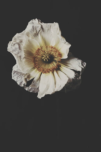 Portrait of a Poppy