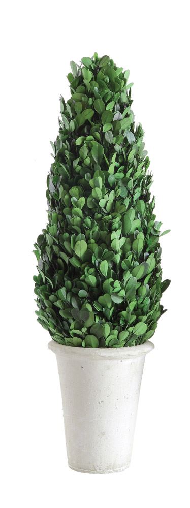 Preserved Boxwood Cone Shaped Topiary in Clay Pot, Home Accessories, Laura of Pembroke