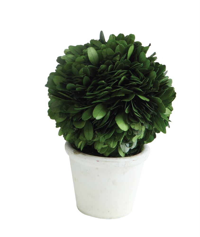 Preserved Boxwood Topiary Single Ball