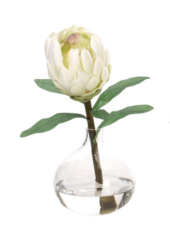 PROTEA IN GLASS