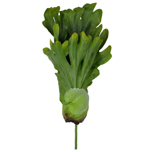 Queen Fern,Large
