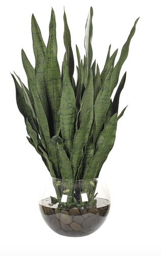 SANSEVIERIA