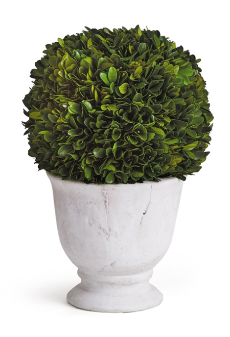 BOXWOOD BALL TOPIARY IN POT