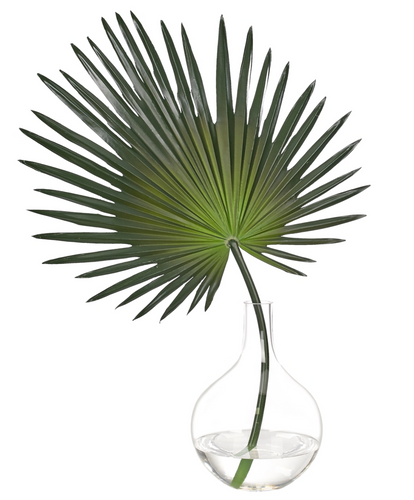 FAN PALM