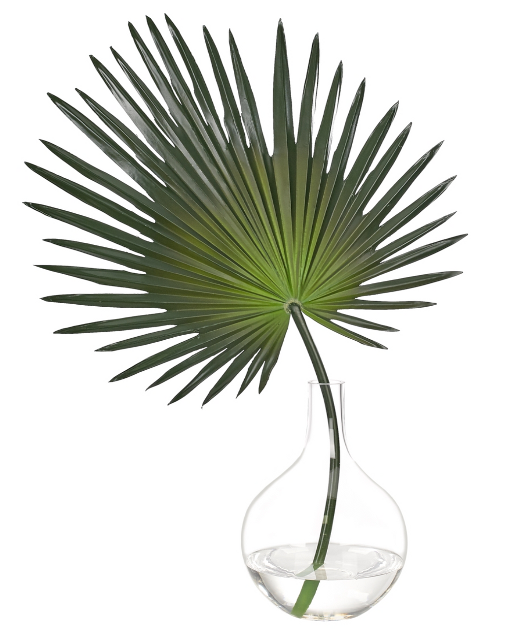 FAN PALM