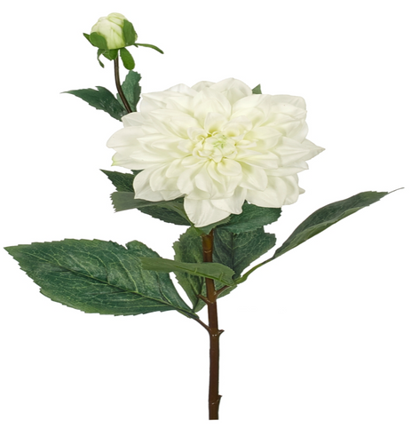 DAHLIA STEM