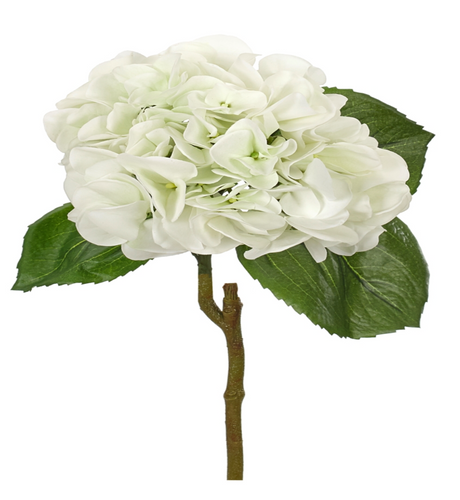 HYDRANGEA STEM