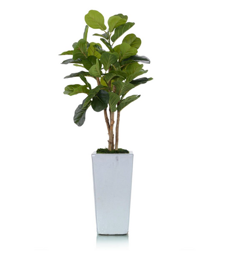FIDDLE LEAF FIG TREE