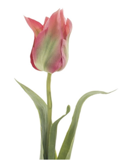 Tulip, Home Accessories, Laura of Pembroke