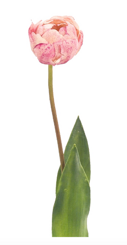 Tulip, Home Accessories, Laura of Pembroke