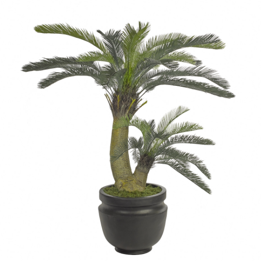 Cycas Palm, Home Accessories, Laura of Pembroke