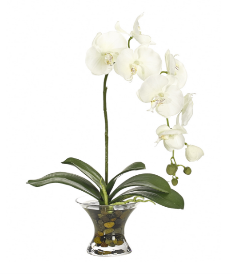 Orchid Phalaenopsis, Home Accessories, Laura of Pembroke