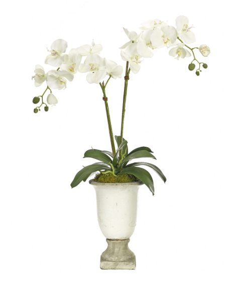 Orchid in Pottery, Home Accessories, Laura of Pembroke
