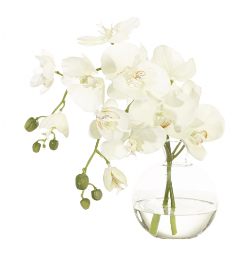 Orchid in Glass, Home Accessories, Laura of Pembroke