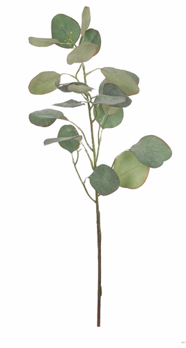 Eucalyptus