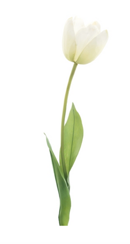 Tulip