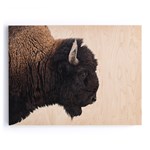 Laura of Pembroke American Bison Art