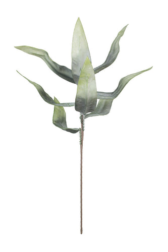botanica