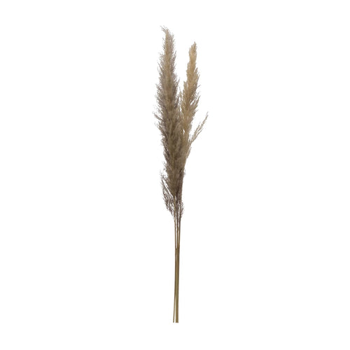 PAMPAS GRASS BUNCH, NATURAL DRIED
