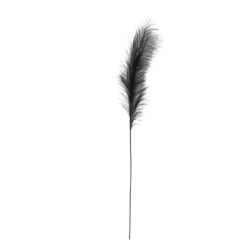 PAMPAS GRASS PLUME, MIGHNIGHT