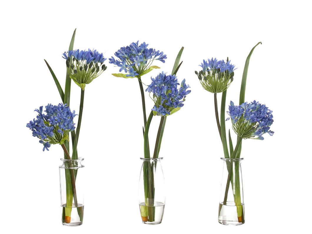 Agapanthus, Set of 3, Home Accessories, Laura of Pembroke