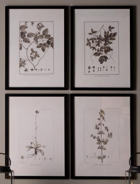 Framed Sepia Botanical Prints, Home Accessories, Laura of Pembroke